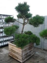European Black Pine